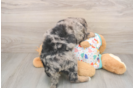 Petite Mini Bernedoodle Poodle Mix Pup