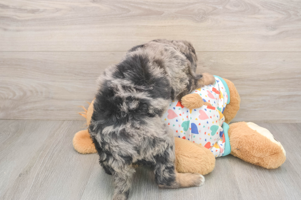 Petite Mini Bernedoodle Poodle Mix Pup