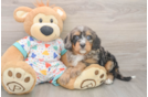 Smart Mini Bernedoodle Poodle Mix Pup