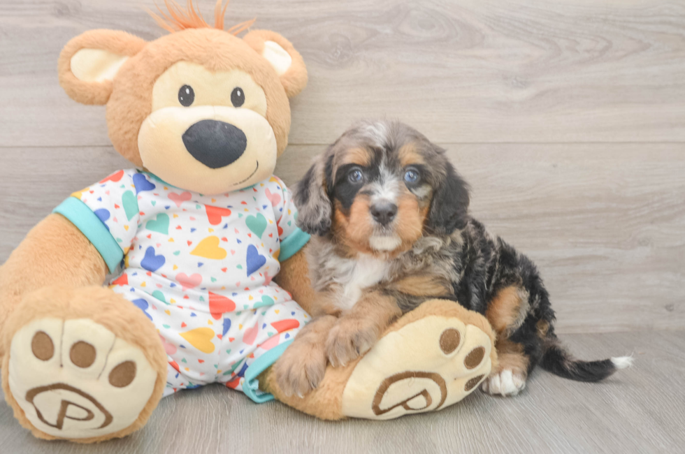 5 week old Mini Bernedoodle Puppy For Sale - Premier Pups