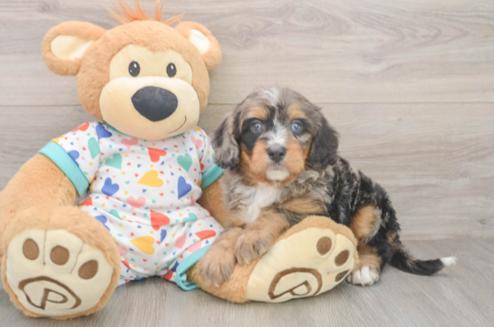 Smart Mini Bernedoodle Poodle Mix Pup