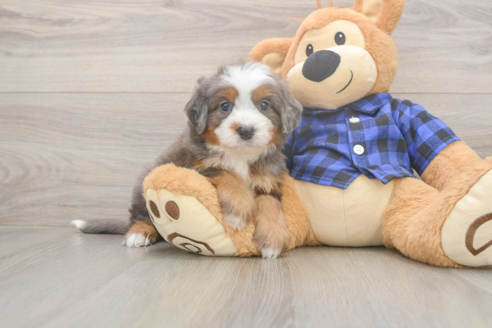 Best Mini Bernedoodle Baby