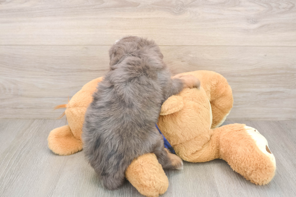 Mini Bernedoodle Pup Being Cute