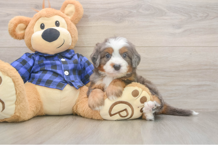 Mini Bernedoodle Pup Being Cute