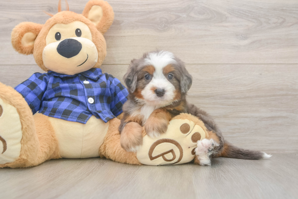 Mini Bernedoodle Pup Being Cute