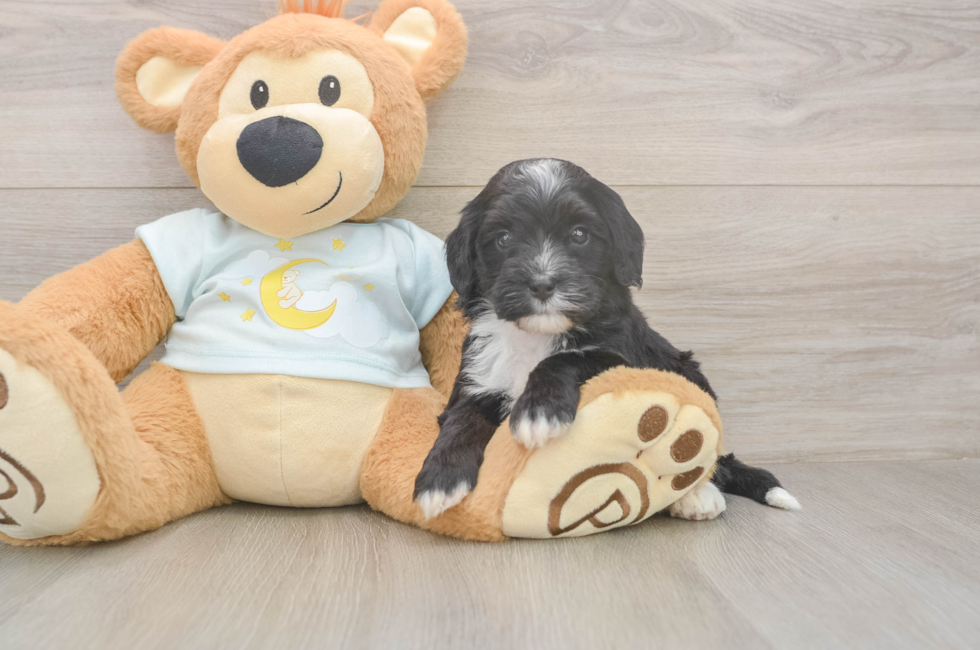 5 week old Mini Bernedoodle Puppy For Sale - Premier Pups