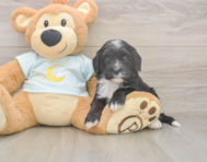 5 week old Mini Bernedoodle Puppy For Sale - Premier Pups 5 week old Mini Bernedoodle Puppy For Sale - Premier Pups