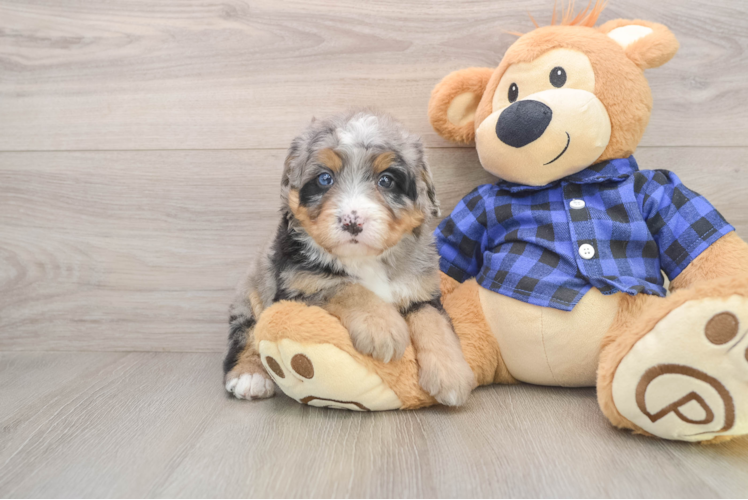 Little Bernadoodle Poodle Mix Puppy