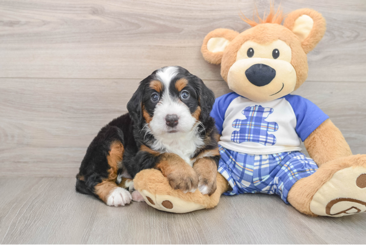 Small Mini Bernedoodle Baby