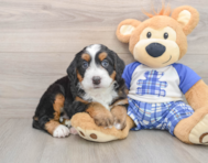 6 week old Mini Bernedoodle Puppy For Sale - Premier Pups