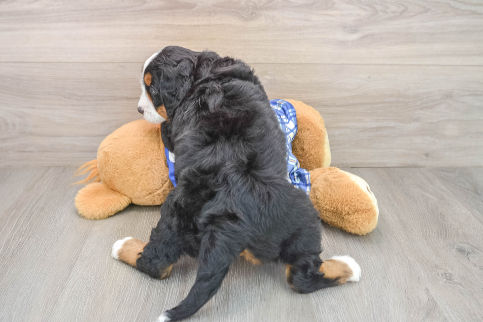 Sweet Mini Bernedoodle Baby