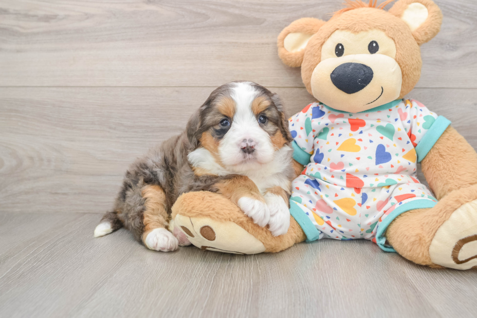 Small Mini Bernedoodle Baby