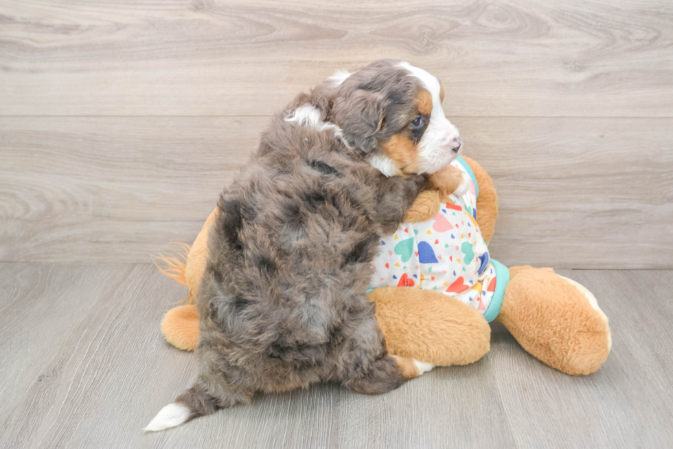 Cute Mini Bernedoodle Baby