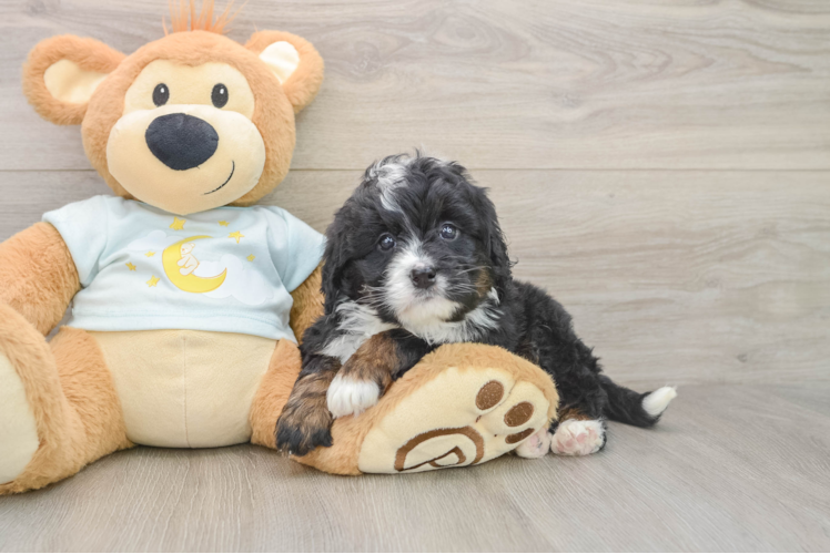 Mini Bernedoodle Puppy for Adoption