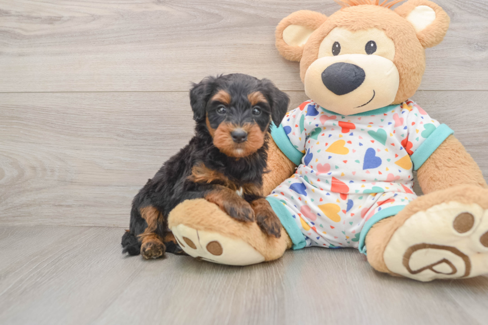 Adorable Mini Bernesedoodle Poodle Mix Puppy