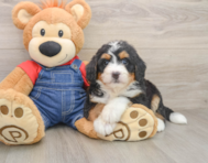 7 week old Mini Bernedoodle Puppy For Sale - Premier Pups