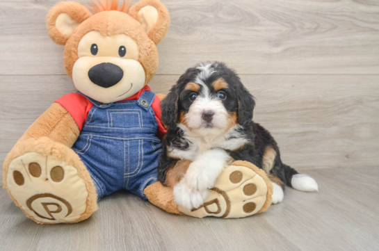 Mini Bernedoodle Puppy for Adoption