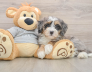 8 week old Mini Bernedoodle Puppy For Sale - Premier Pups