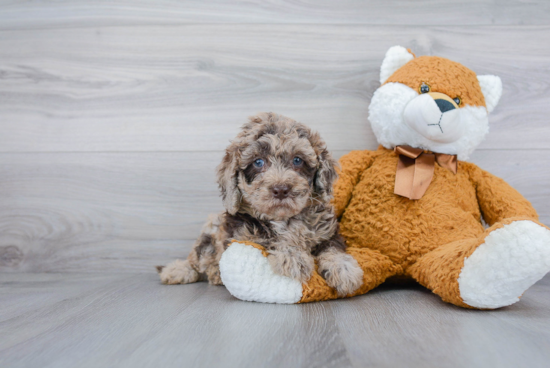 Friendly Mini Bernedoodle Baby