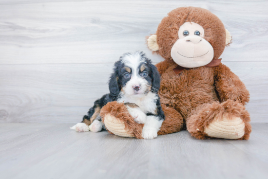 Happy Mini Bernedoodle Baby