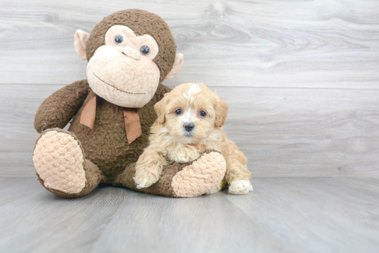 Petite Mini Bernedoodle Poodle Mix Pup