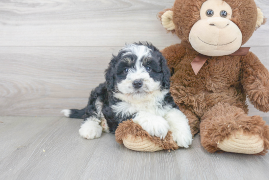 Adorable Mini Berniedoodle Poodle Mix Puppy