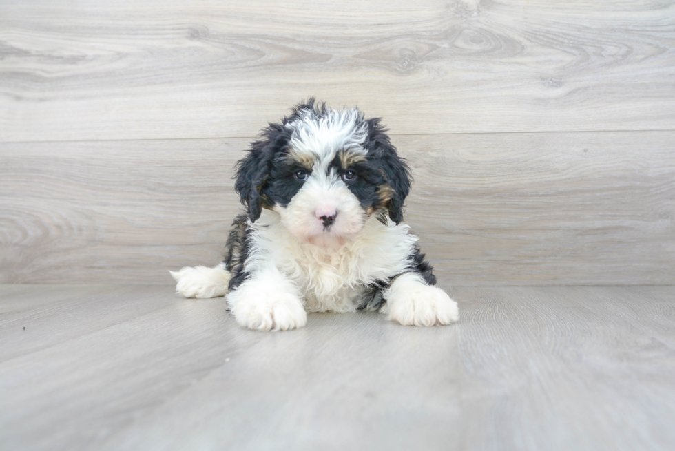 Funny Mini Bernedoodle Poodle Mix Pup