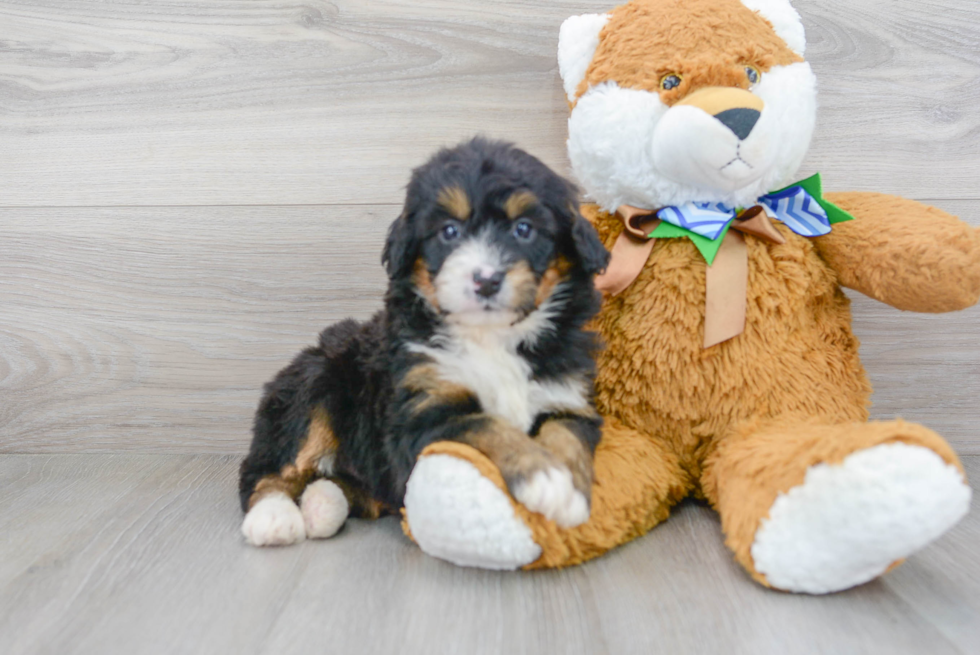 Petite Mini Bernedoodle Poodle Mix Pup