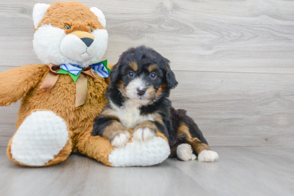 Mini Bernedoodle Puppy for Adoption