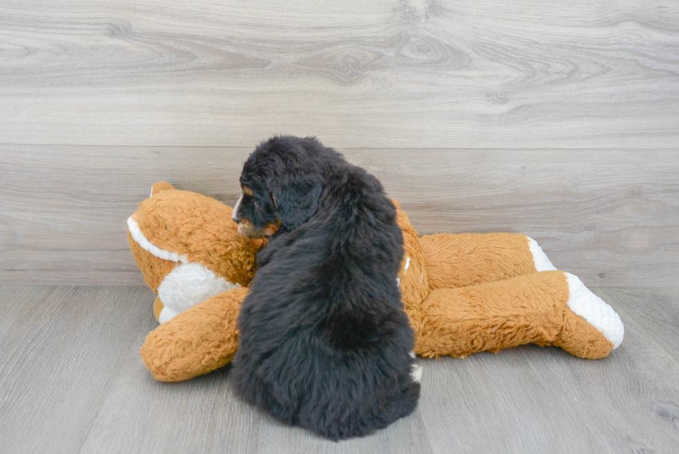 Best Mini Bernedoodle Baby