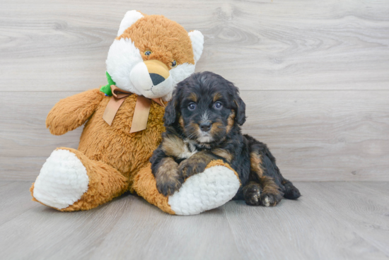 Best Mini Bernedoodle Baby