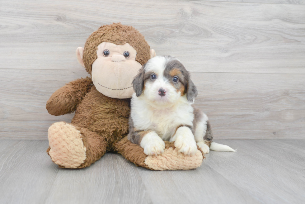 Mini Bernedoodle Puppy for Adoption