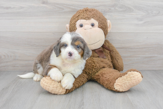 Mini Bernedoodle Pup Being Cute