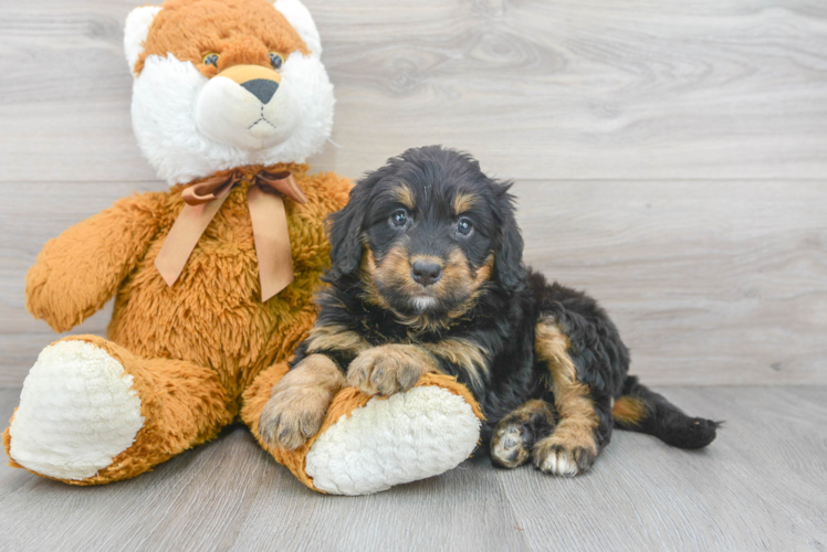 Mini Bernedoodle Puppy for Adoption