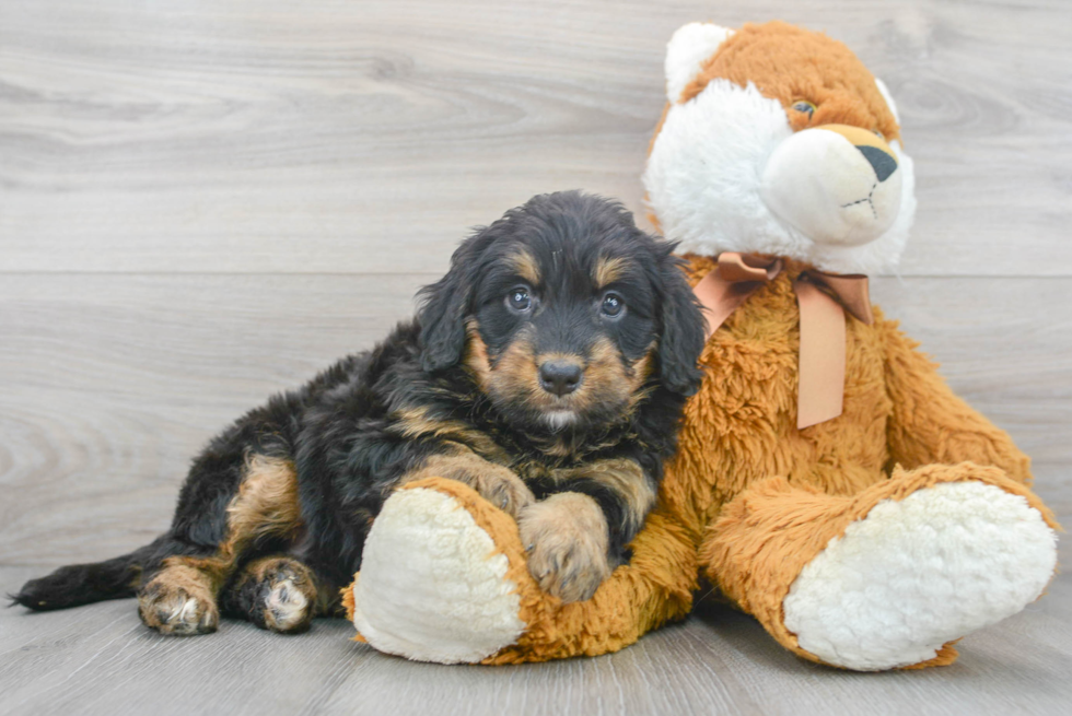 Mini Bernedoodle Pup Being Cute