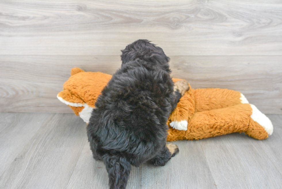 Mini Bernedoodle Puppy for Adoption