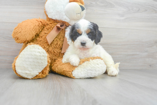 Best Mini Bernedoodle Baby