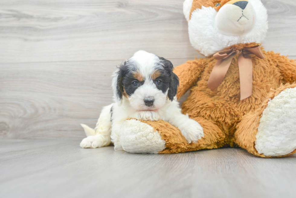 Cute Mini Bernedoodle Baby