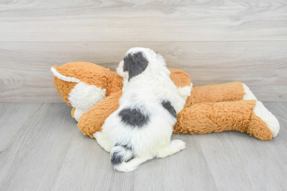 Little Bernadoodle Poodle Mix Puppy