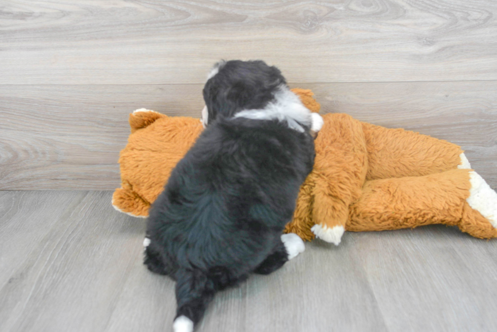 Playful Mini Berniedoodle Poodle Mix Puppy