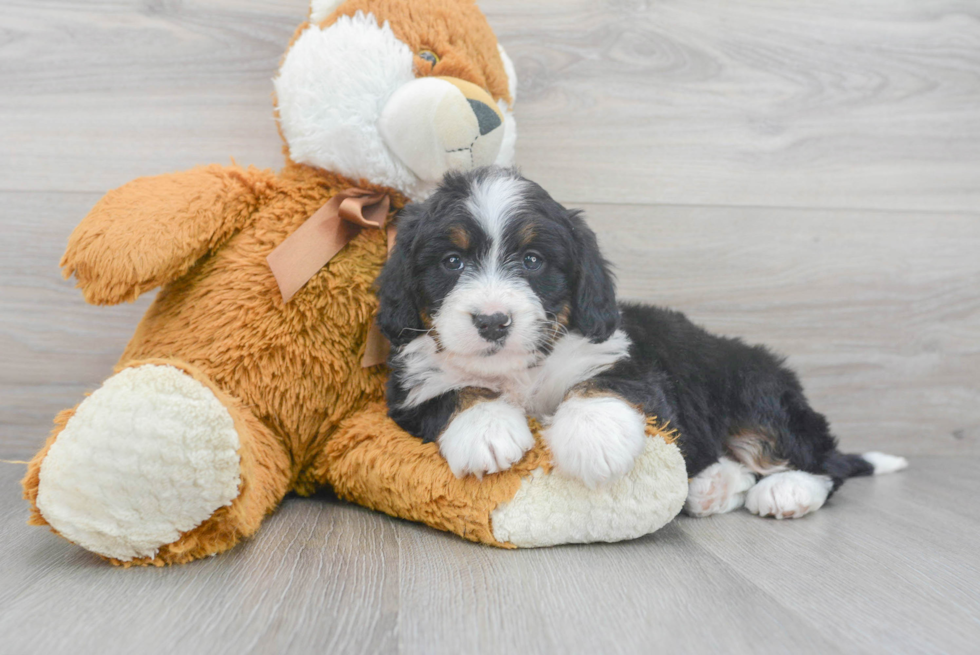 Fluffy Mini Bernedoodle Poodle Mix Pup