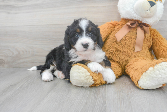 Mini Bernedoodle Puppy for Adoption