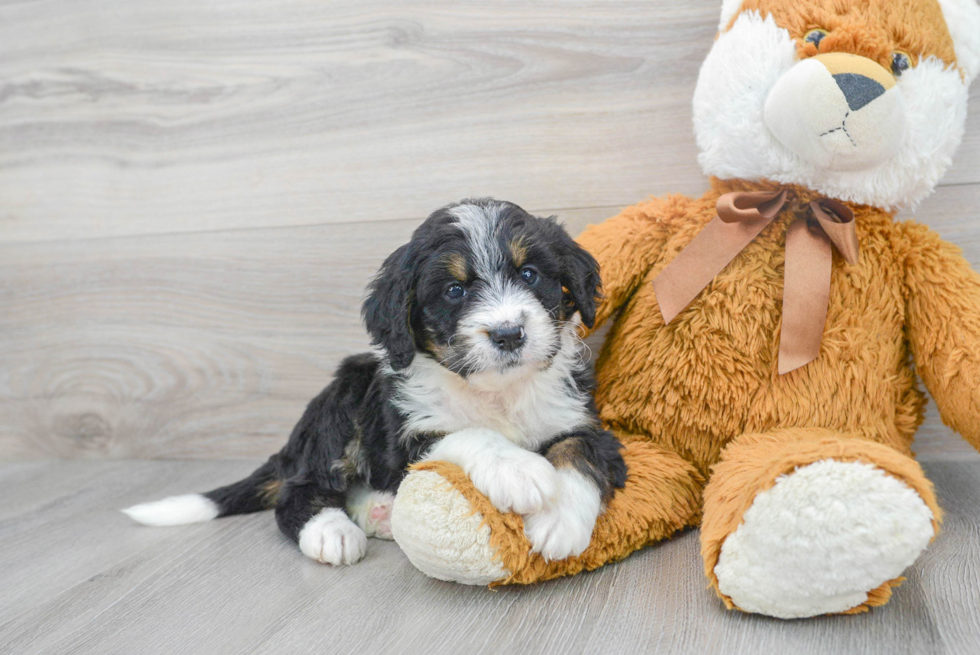 Friendly Mini Bernedoodle Baby