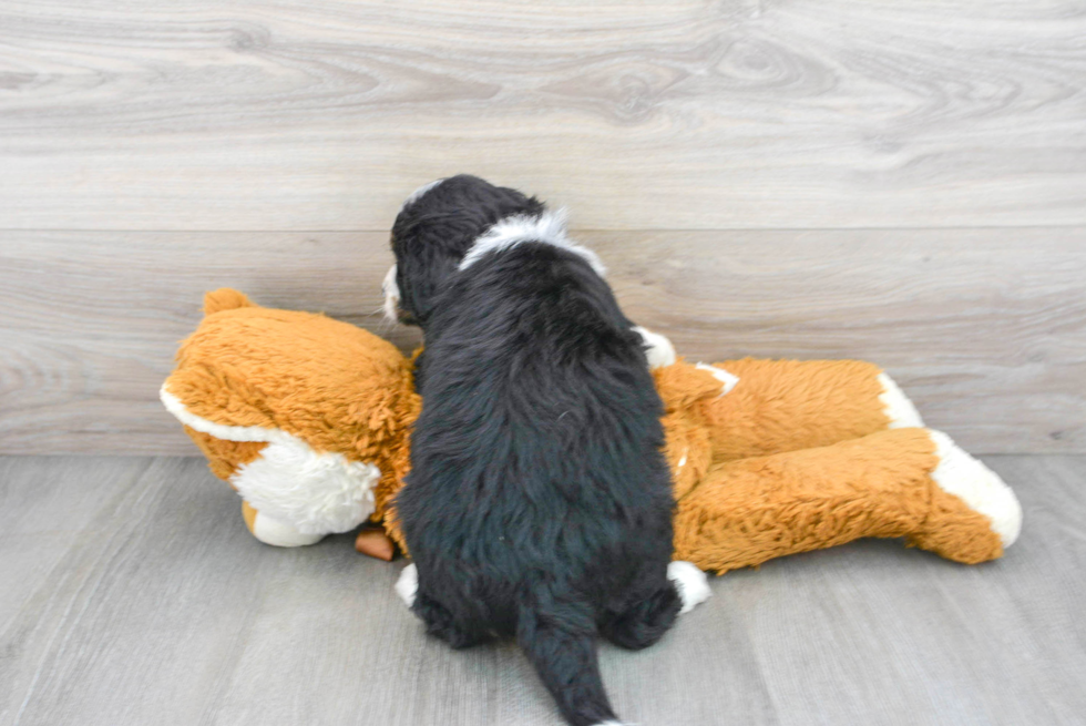 Best Mini Bernedoodle Baby