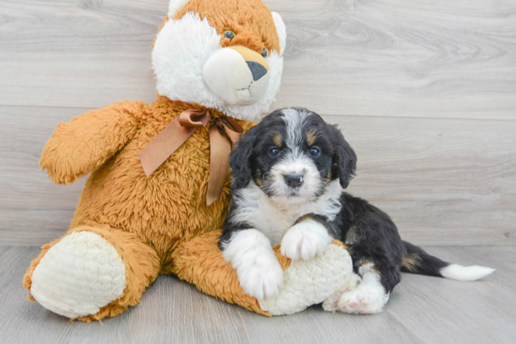 Mini Bernedoodle Puppy for Adoption