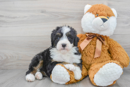 Best Mini Bernedoodle Baby