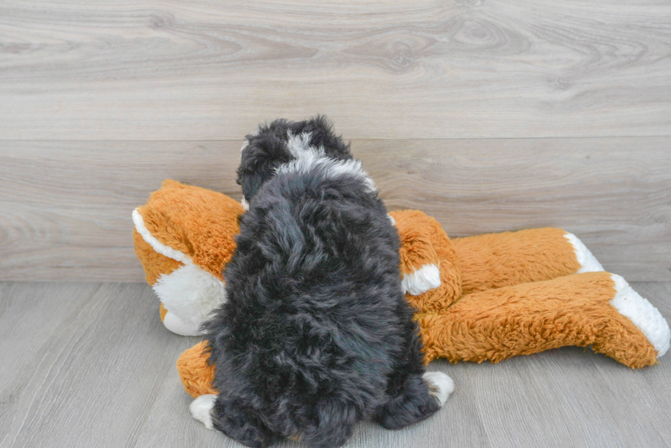 Mini Bernedoodle Puppy for Adoption