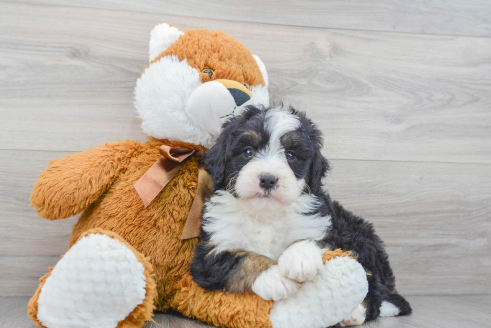 Popular Mini Bernedoodle Poodle Mix Pup