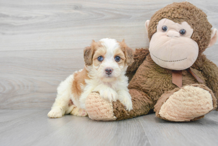 Funny Mini Bernedoodle Poodle Mix Pup