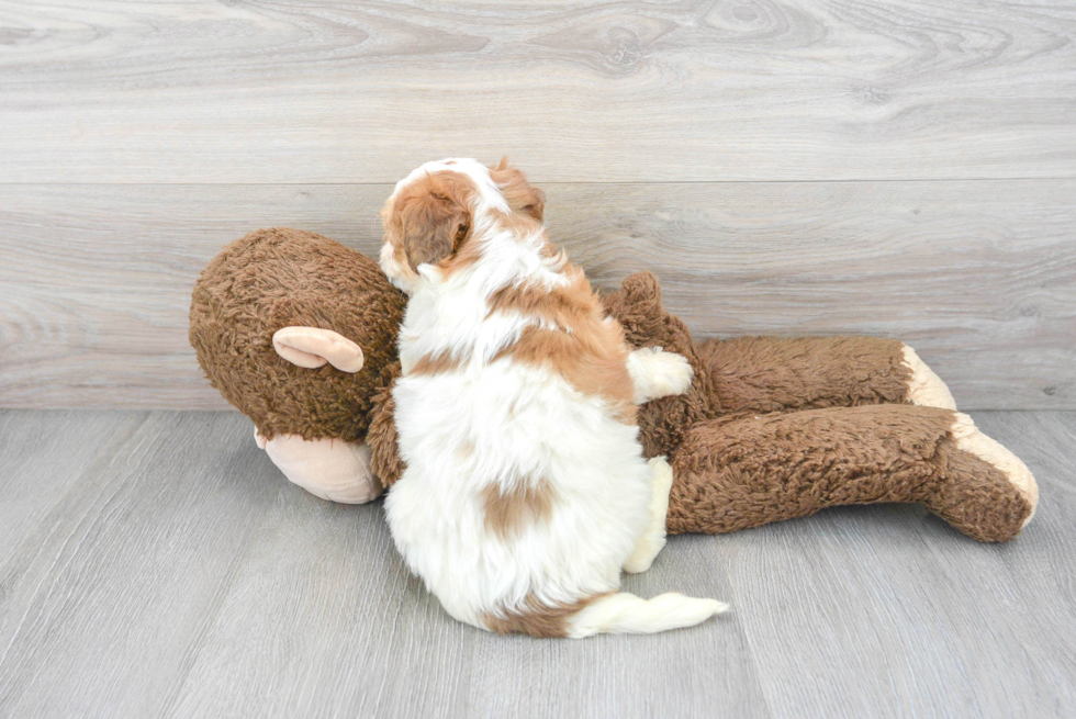 Mini Bernedoodle Pup Being Cute